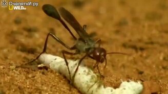 Волнительные моменты из дикой природы - смотреть видео (5:25)