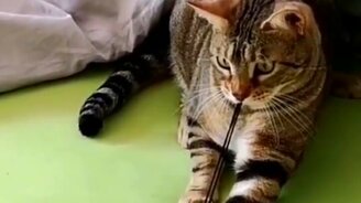 Угарные сюжеты с животными - смотреть видео (9:12)