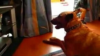 Пёс слушает музыку - смотреть видео (0:48)