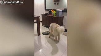 Собака моет за собой пол - смотреть видео (2:03)