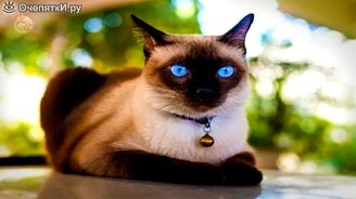 Каких кошек заводят чаще всего? - смотреть видео (4:53)