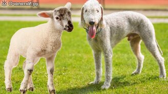 Новые необычные породы собак - смотреть видео (12:19)