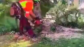 Спилил дерево, и оно полетело - смотреть видео (0:26)