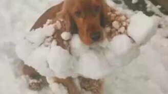 Нагулялся пёс - смотреть видео (0:25)