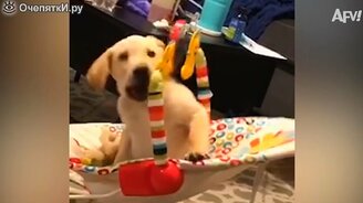 Прикольные собаки в подборке видео - смотреть видео (8:46)