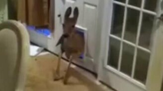 Косуля пожаловала в гости - смотреть видео (0:11)