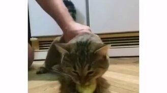 Все кабачки будут мои! - смотреть видео (0:21)