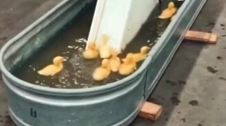 Утята катаются с горки - смотреть видео (0:22)