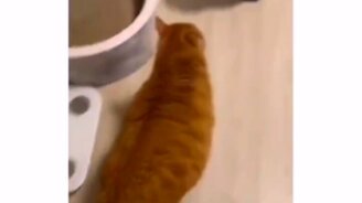 Она идёт такая вся... - смотреть видео (0:06)