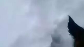 Дикие кабаны пришли на запах улова - смотреть видео (1:26)