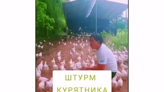 Штурмуем курятник - смотреть видео (0:14)