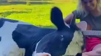 Музыка для коровы - смотреть видео (0:53)