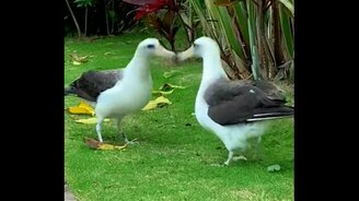 Альбатросы танцуют - смотреть видео (3:11)