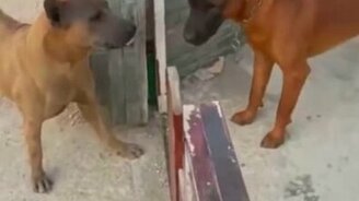 Что творит преграда между собаками - смотреть видео (0:27)