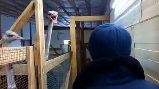 Как успокоить страуса - смотреть видео (0:53)