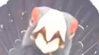 Встреча лыжника с глухарём - смотреть видео (1:12)