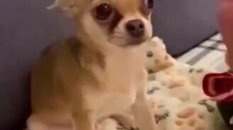 Собираемся гулять - смотреть видео (0:42)