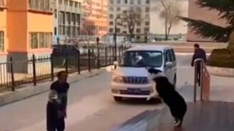 Поиграл в мячик с собакой - смотреть видео (0:21)