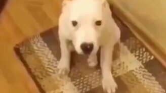 Собаки-улыбаки - смотреть видео (0:21)