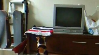 Никак не запрыгнет - смотреть видео (0:47)