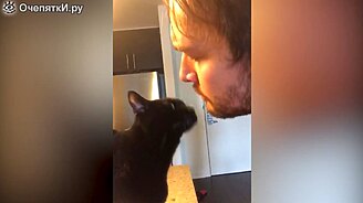 Вот почему любят кошек - смотреть видео (5:04)