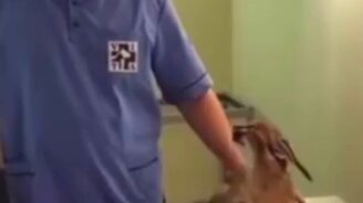 Котёнок-дикарёнок - смотреть видео (0:40)