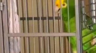 Попугай-рокер - смотреть видео (1:00)