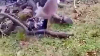 Детёныш косули против собак - смотреть видео (0:14)