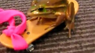 Лягушачий аттракцион - смотреть видео (0:53)