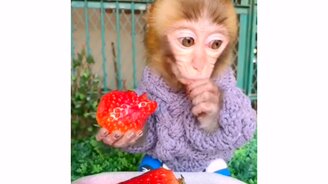 Обезьянка и клубника - смотреть видео (0:12)