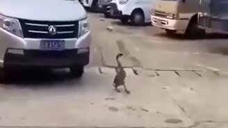 Автоподстава от гуся - смотреть видео (0:10)