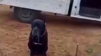 Кто это тут спит? - смотреть видео (0:11)