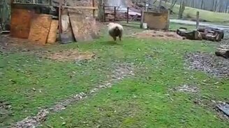 Овцы и щенок - смотреть видео (1:14)