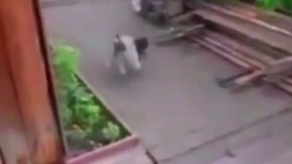 Собачонка нянчит кота - смотреть видео (0:16)