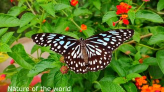 Потрясающая природа под расслабляющую музыку - смотреть видео (13:33)