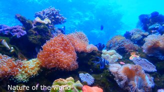 Умиротворённая жизнь под водой - смотреть видео (8:31)