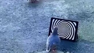 Загипнотизированный голубь - смотреть видео (0:13)