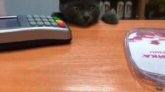 Где у вас "Вискас"? - смотреть видео (0:27)