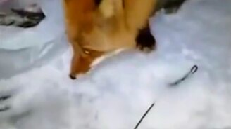 Лиса пришла за угощением - смотреть видео (0:22)