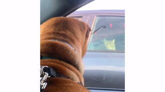 Кот скрывается от пса - смотреть видео (0:08)