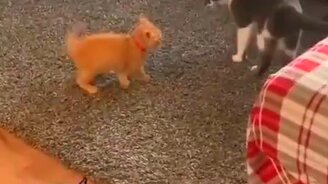 Рыжий будущий боец - смотреть видео (0:18)