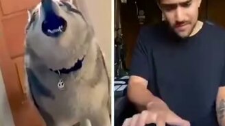 Когда собака не зря воет - смотреть видео (0:48)