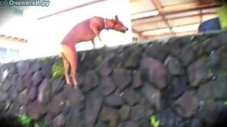 Профи в паркуре - смотреть видео (4:13)