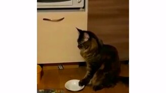 Кот утром в воскресенье - смотреть видео (0:26)