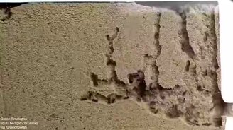 Как муравьи трудятся - смотреть видео (0:36)