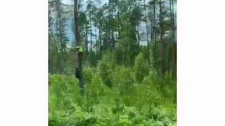 Забрался от медведя на дерево - смотреть видео (0:10)