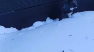 Угостил белку орехами - смотреть видео (0:16)