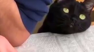 Котяра-философ - смотреть видео (0:29)