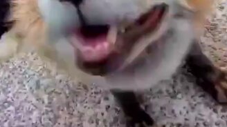 Заразительно хохочущий лис - смотреть видео (0:41)