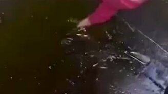 Мальчик спасает щенка - смотреть видео (0:49)